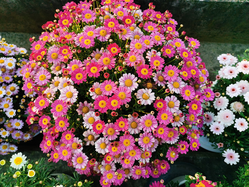 阳台养一盆糖果玛四季都有花看花色绚丽美观养护也不难