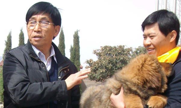 1986年,日后号称"中国藏獒之父"的王占奎,找到了养藏獒的藏民.