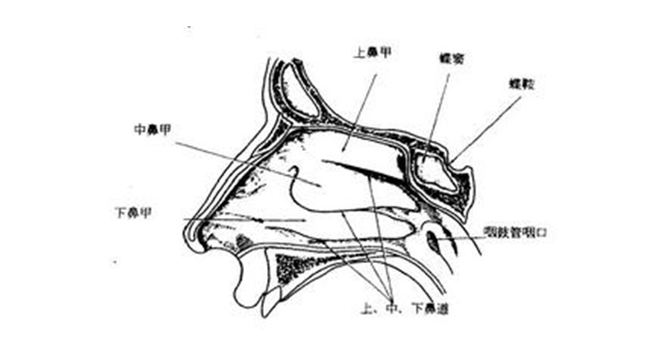 下鼻甲外移图解图片