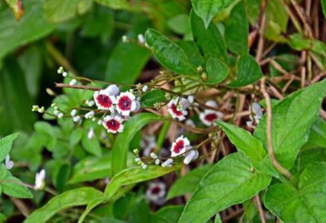 家里有鸡鸭,地上到处都是鸡鸭屎,不光是看着很恶