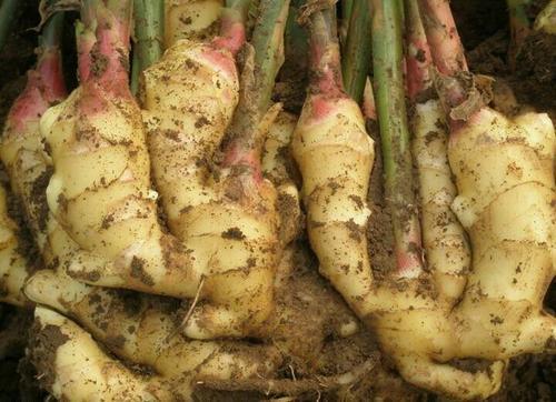 生姜种植方法 应该纠正灌溉意识 提倡氮磷钾平衡施肥 腾讯新闻