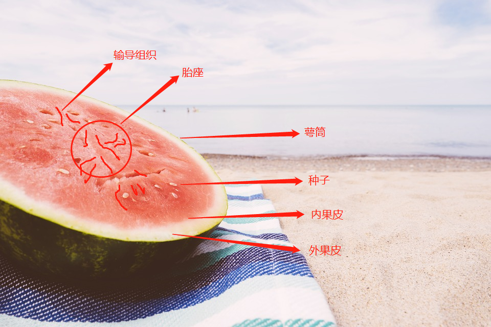 最近谁家房子又塌了不要慌带你科学吃西瓜