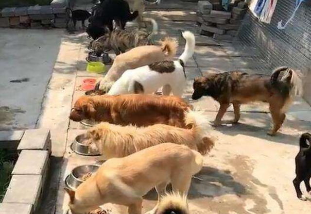 一群狗狗吃饭图片