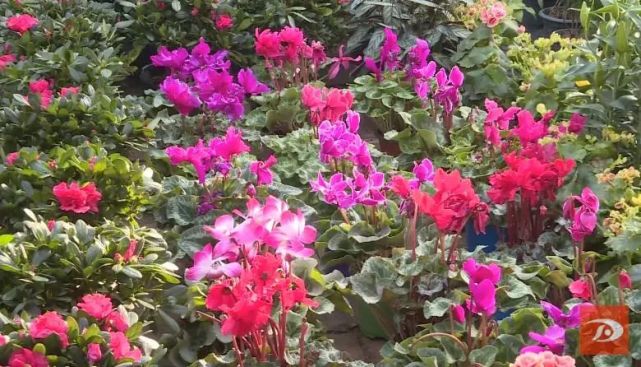 敦煌 温室花圃为冬季添彩 花卉 大棚 王河