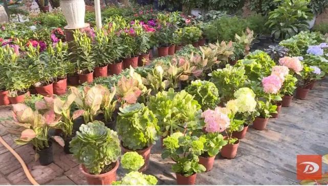 敦煌 温室花圃为冬季添彩 花卉 大棚 王河