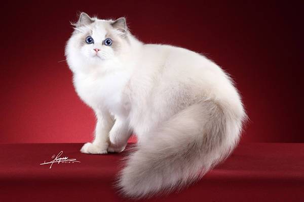 如何区分布偶猫是不是纯种?几个养布偶猫的小技巧