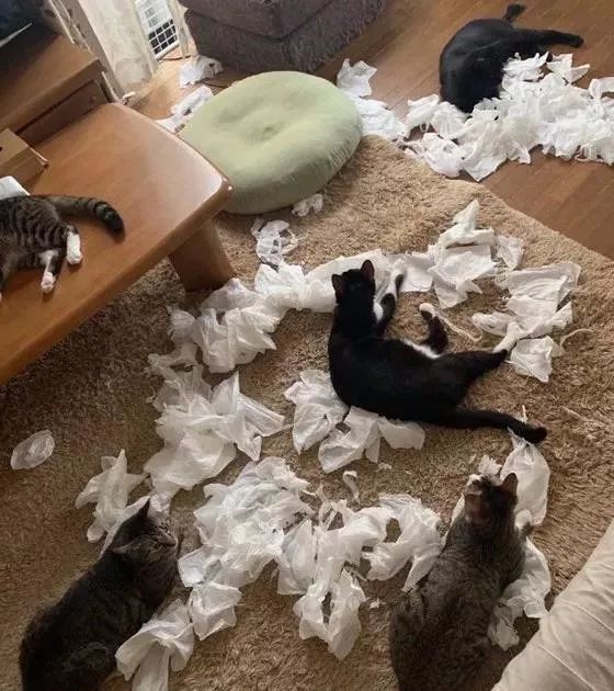 猫咪拆家行为大赏看一眼都要昏过去那种