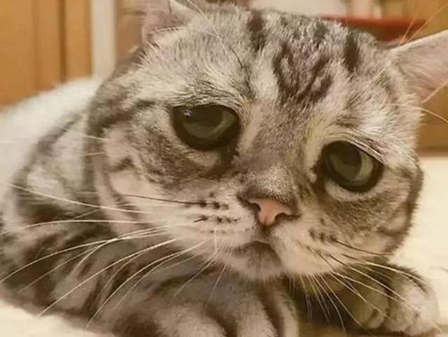 外卖员 带诱捕器四处抓猫 家猫也不放过 生命岂是赚钱工具 腾讯新闻