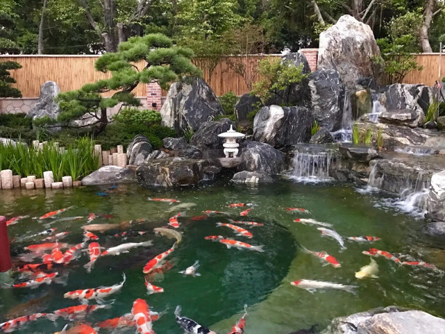 学会这5点可以在院子里挖鱼池了|鱼池|庭院|风水|水池