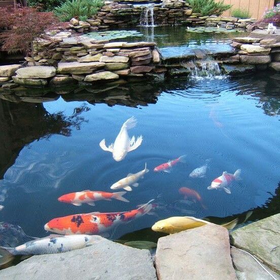 庭院鱼池14个景观鱼池设计学会这5点可以在院子里挖鱼池了