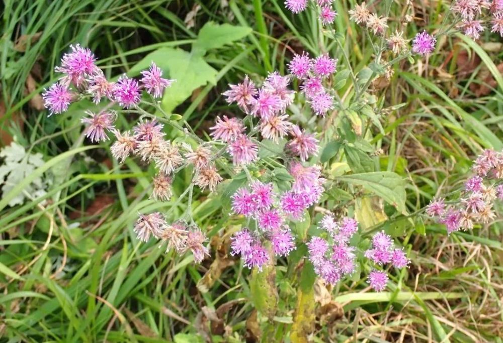 冬日龙泉山花果记