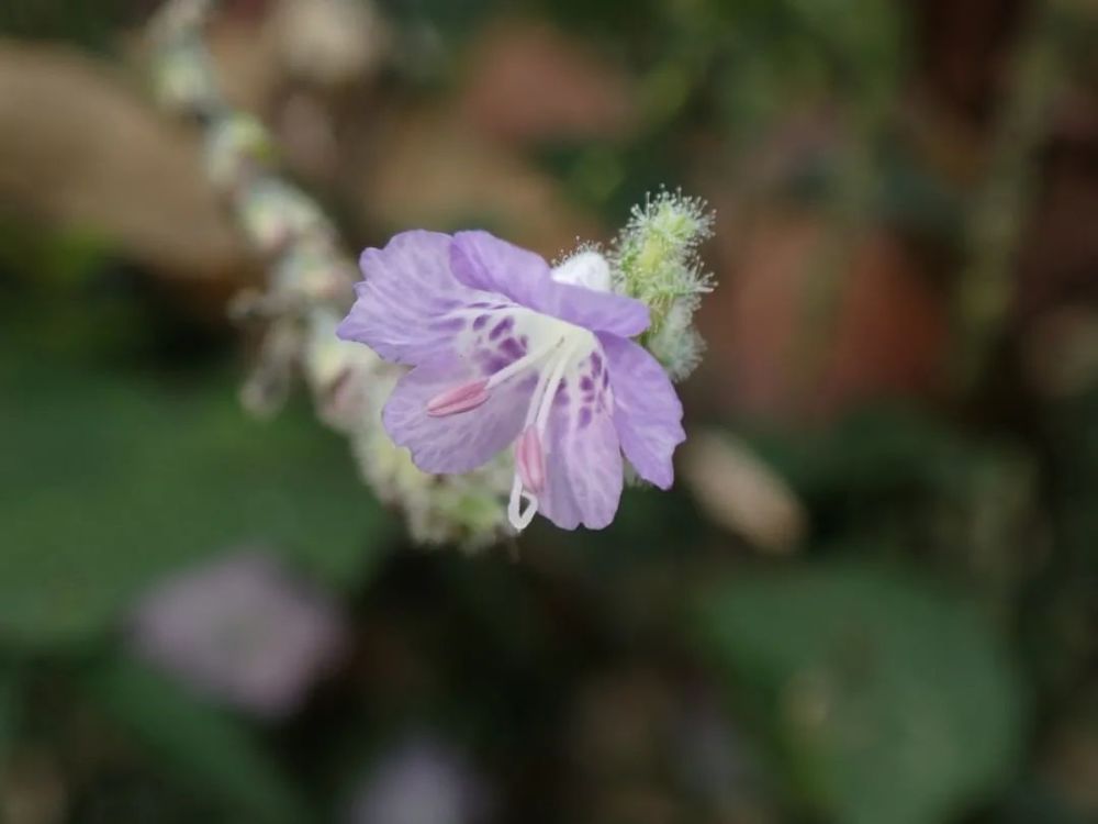 冬日龙泉山花果记