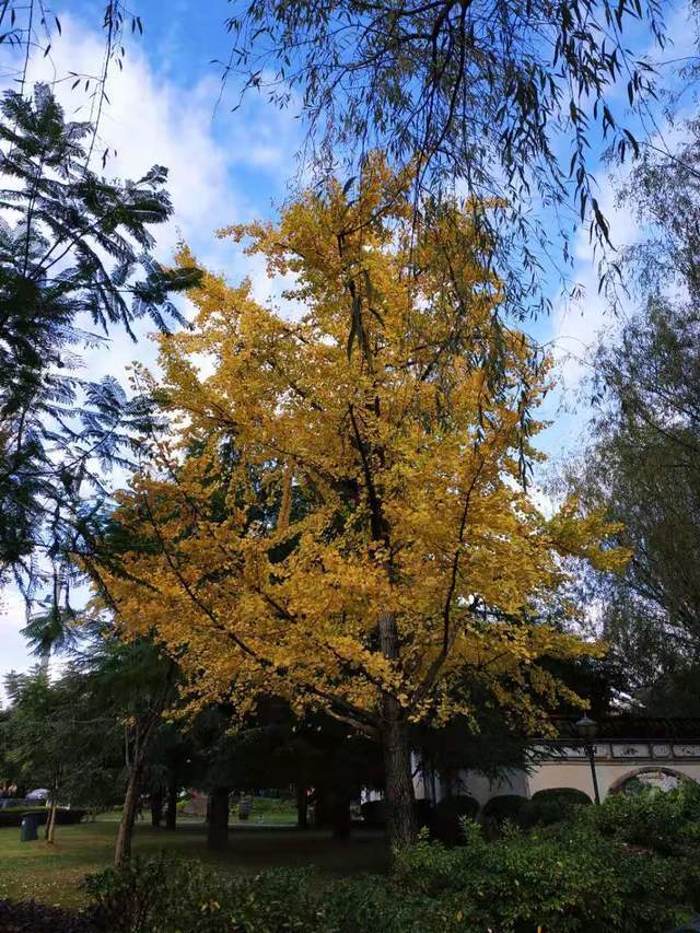 西花园还是颇有可观之处的,只是作为一个免费公园,经营项目过多,风景