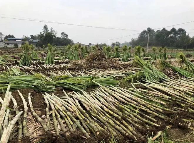 現在,種植甘蔗已成為當地村民一項