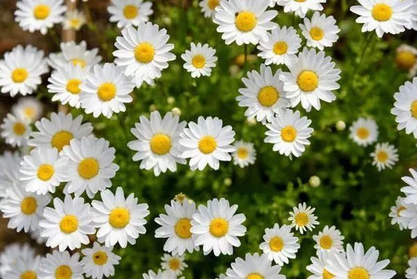 10种鲜花的英文名含义 你最喜欢哪种花 英语