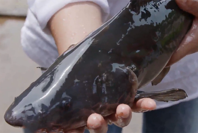 这鱼越煮越嫩,抖肉不散,浑身无磷,当地农民养鱼"养"出了专利
