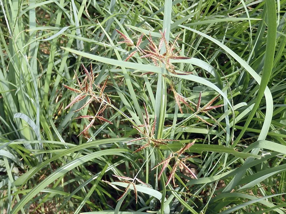 农田里的恶草,一年祸害几公顷作物,却有人种它亩入4千,有啥用