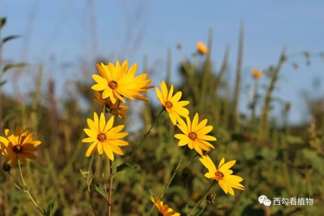 菊芋helianthus Tuberosus 菊芋 菊科