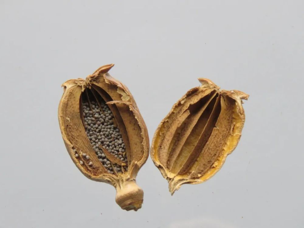 中药罂粟,是魔是仙,一念之间_腾讯新闻