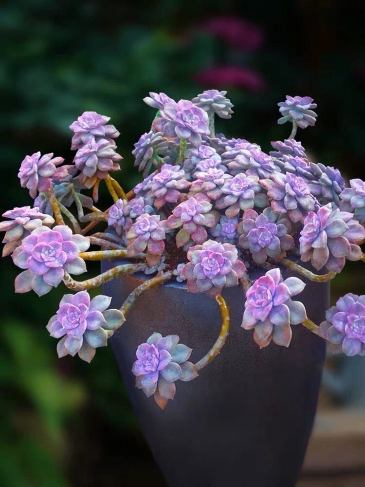 怎样让紫乐爆崽爆芽?有3招,小崽侧芽一大排,还能长成悬崖桩_腾讯新闻