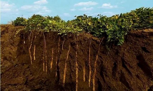 山药膨大用什么肥料山药什么时候用根茎块膨大剂山药怎么施肥