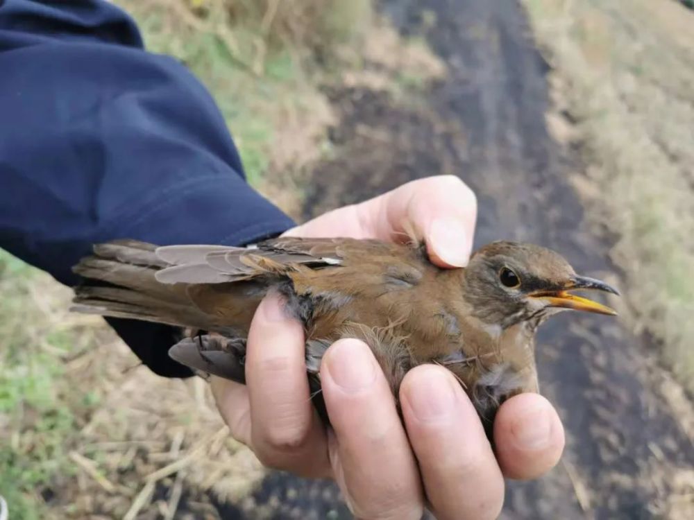 非法捕鳥現西渡小樹林民警及時拆除捕鳥網救助小鳥