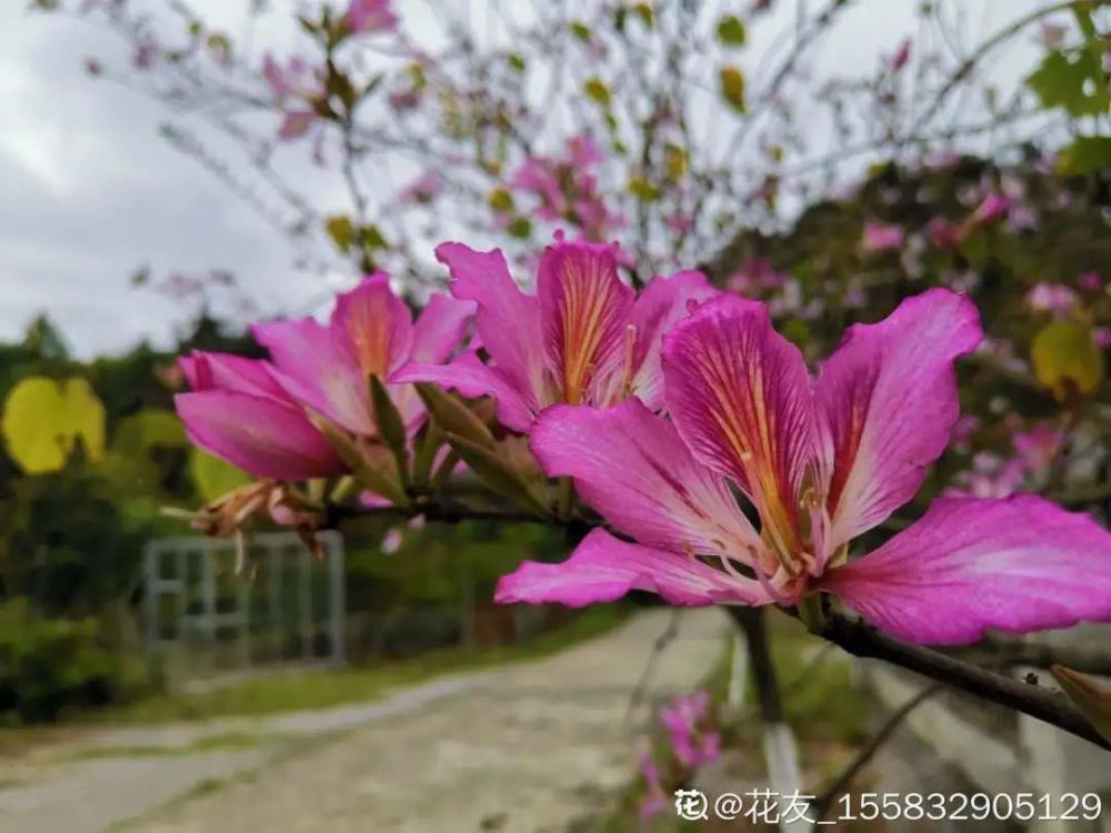 潮州市花:白玉兰东莞市市花:玉兰肇庆市市花:荷花,鸡蛋花云南省昆明市