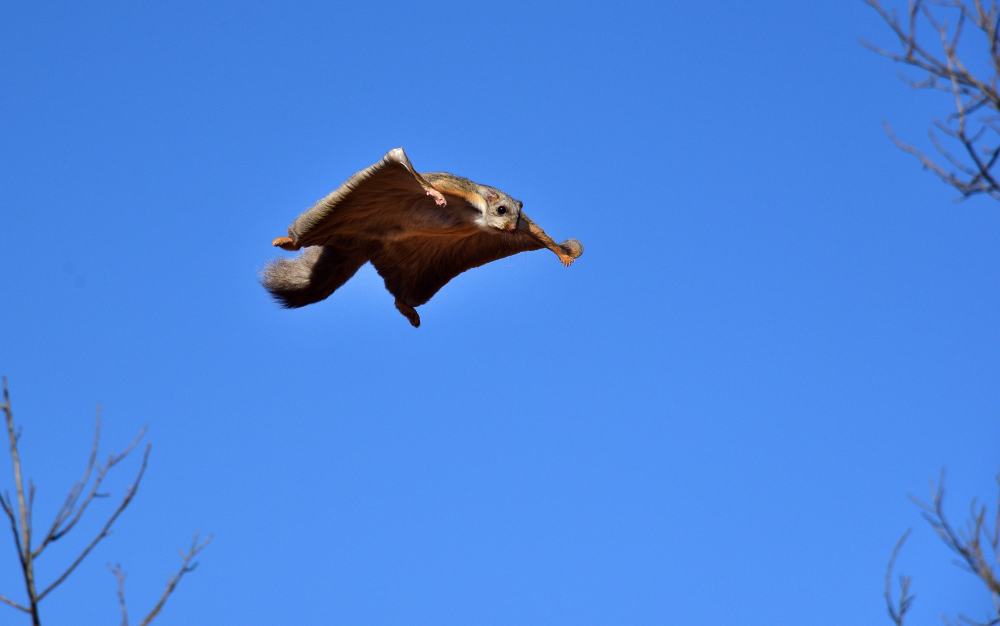 鼠中的滑翔专家,最远可飞将近300米,还是树枝修剪强迫症症患者