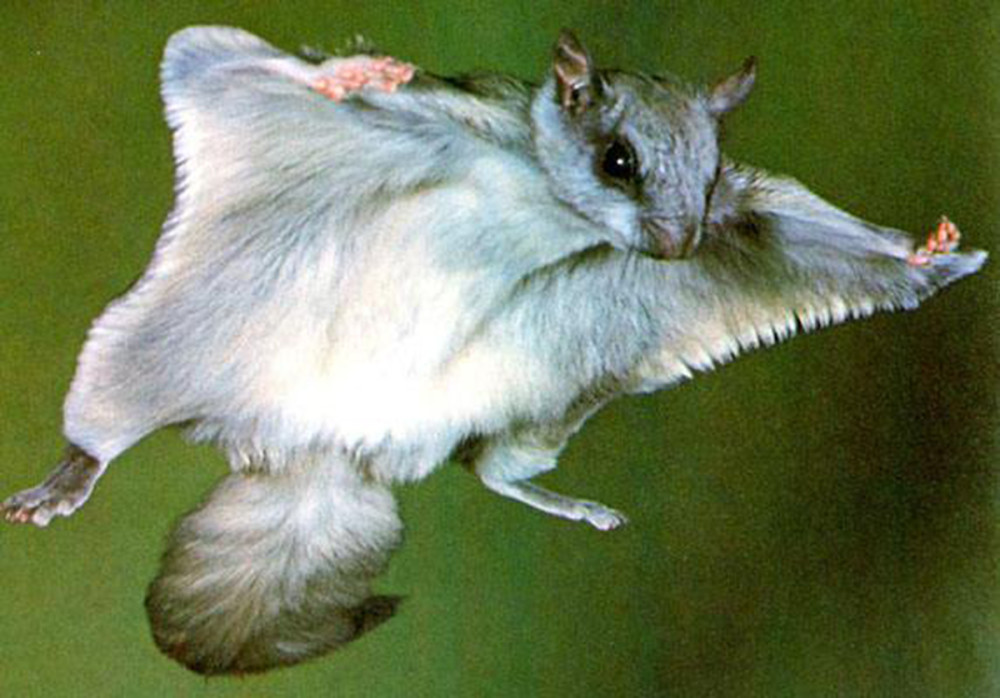 鼠中的滑翔专家,最远可飞将近300米,还是树枝修剪强迫症症患者