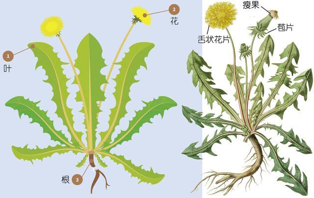 植物日记 蒲公英不只是野草 它还能当作菜 草药 咖啡 腾讯网