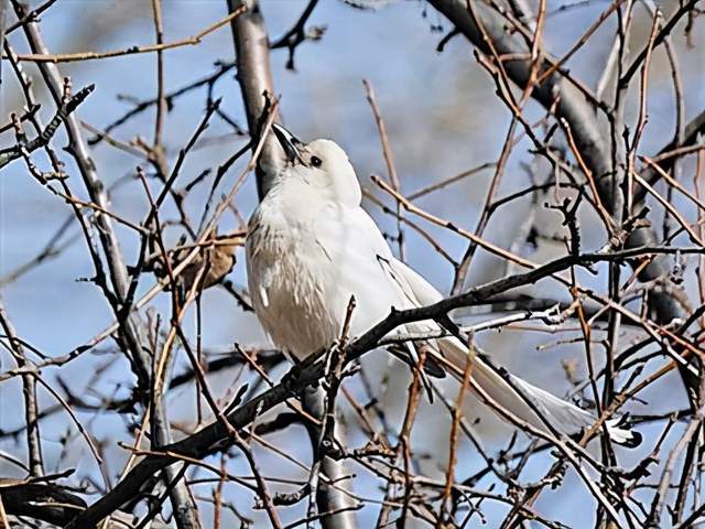 喜鹊羽毛黑白相间,陕西商洛却现白喜鹊!这种鸟真能预知天气吗?