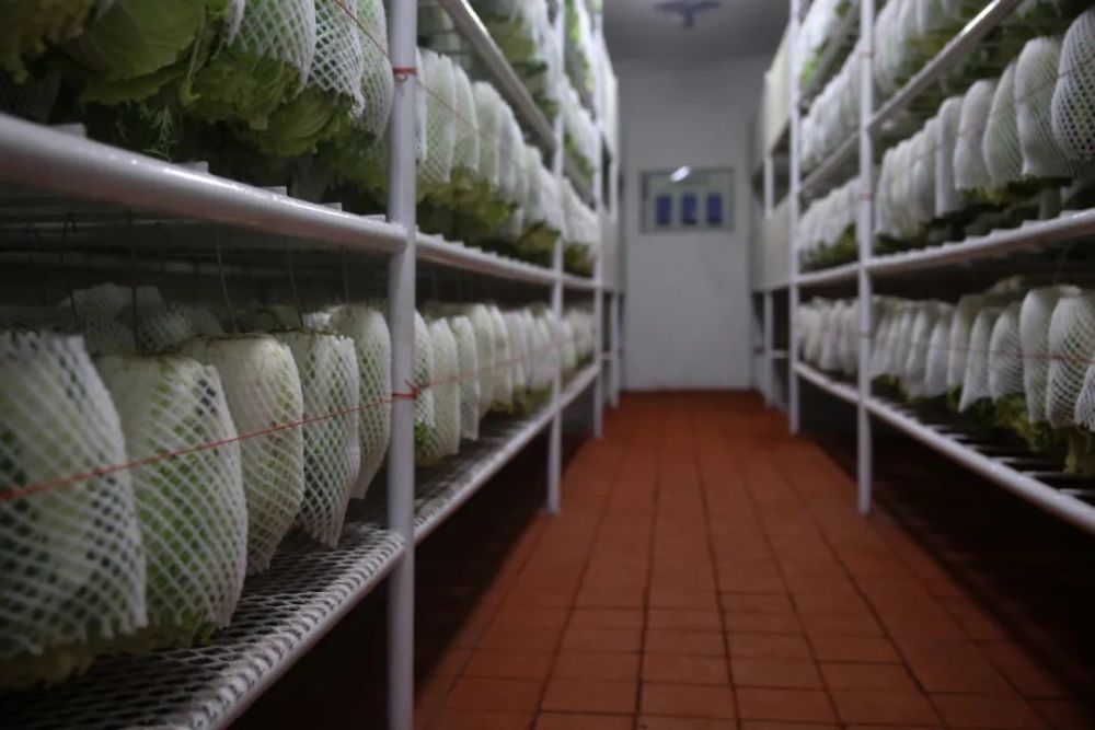 来看看新疆军区某火力团菜窖 分分钟治好你的强迫症 果然 兵哥哥一