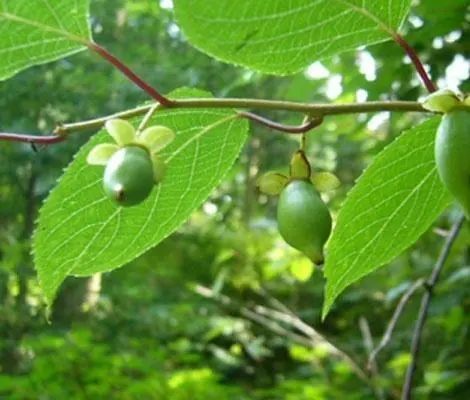 民间草药 木天蓼 腾讯网