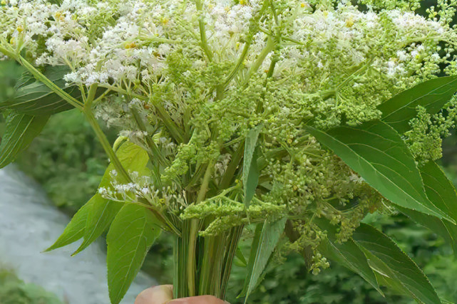 一般可以长到2米左右,因为有八条棱,所以它也被称为八里麻,八棱蒿