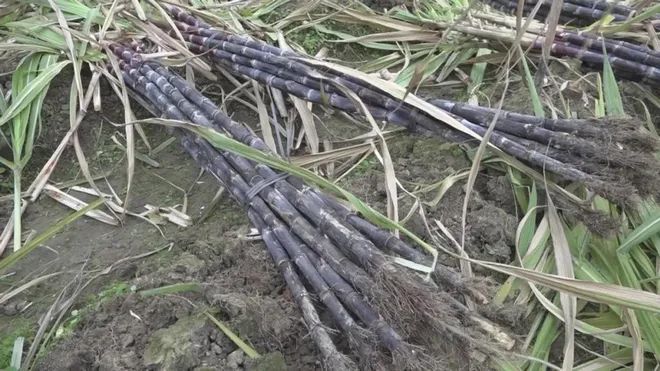 湖南湘潭一位农民五千根甘蔗滞销苦盼援手