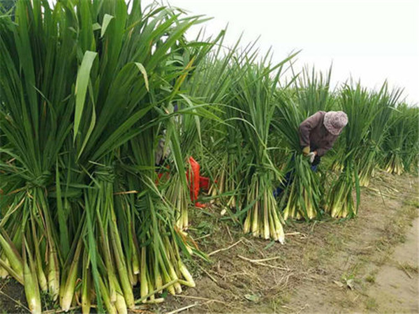 其实菰米遭到除名并非是人们饮食习惯的变化,而是它变少了.