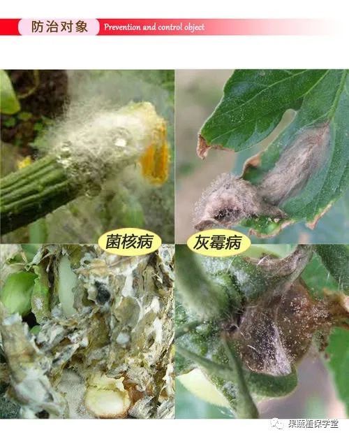 番茄菌核病的发病规律,特征与防治措施