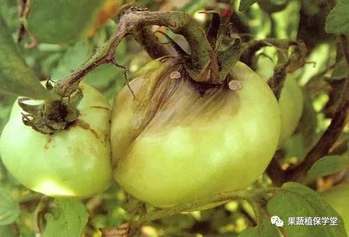 番茄菌核病的发病规律,特征与防治措施_腾讯新闻