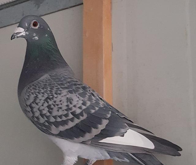 花鸽子不是鸡肋反而有很大的价值