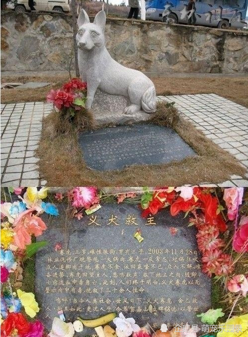 赛虎舍身尝毒救人的义犬