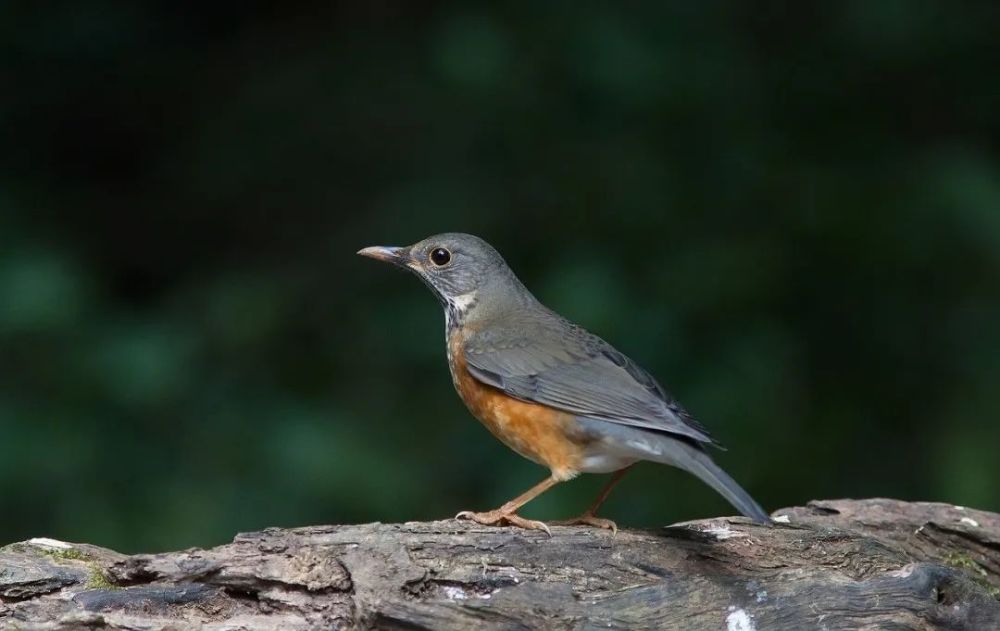 今日大雪|茫茫原野一片白,万物冬藏待春来_腾讯新闻