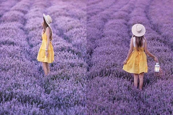 不只桃园仙草花节 紫色普罗旺斯花田抢先拍 腾讯新闻