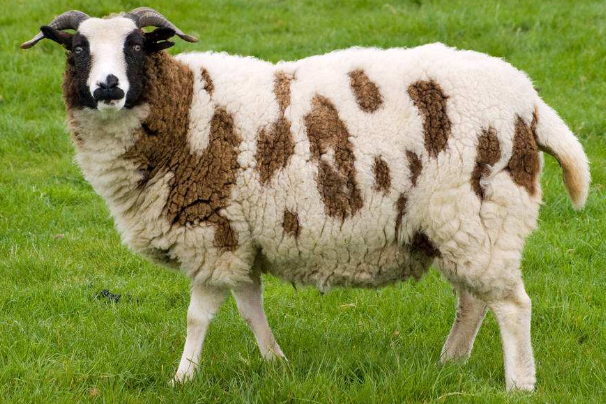 属羊人2020年12月运势穿3种颜色衣服最旺12月7日开始转变