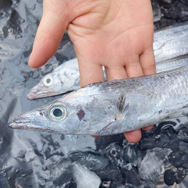 南海帶魚和東海帶魚最大的不同,就是南海帶魚的眼睛比較大,舟山帶魚是