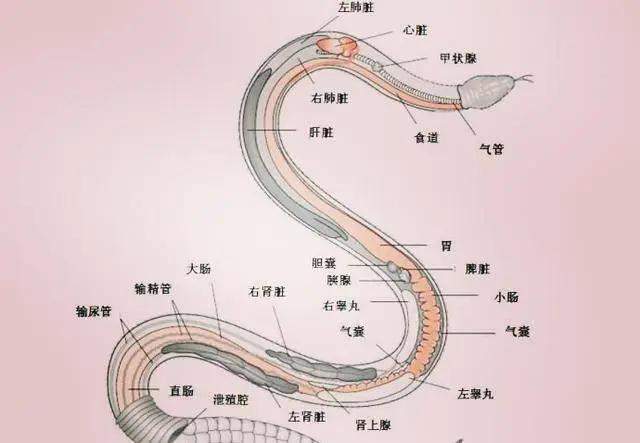 心脏|体型|毒蛇|木棍|蛇头