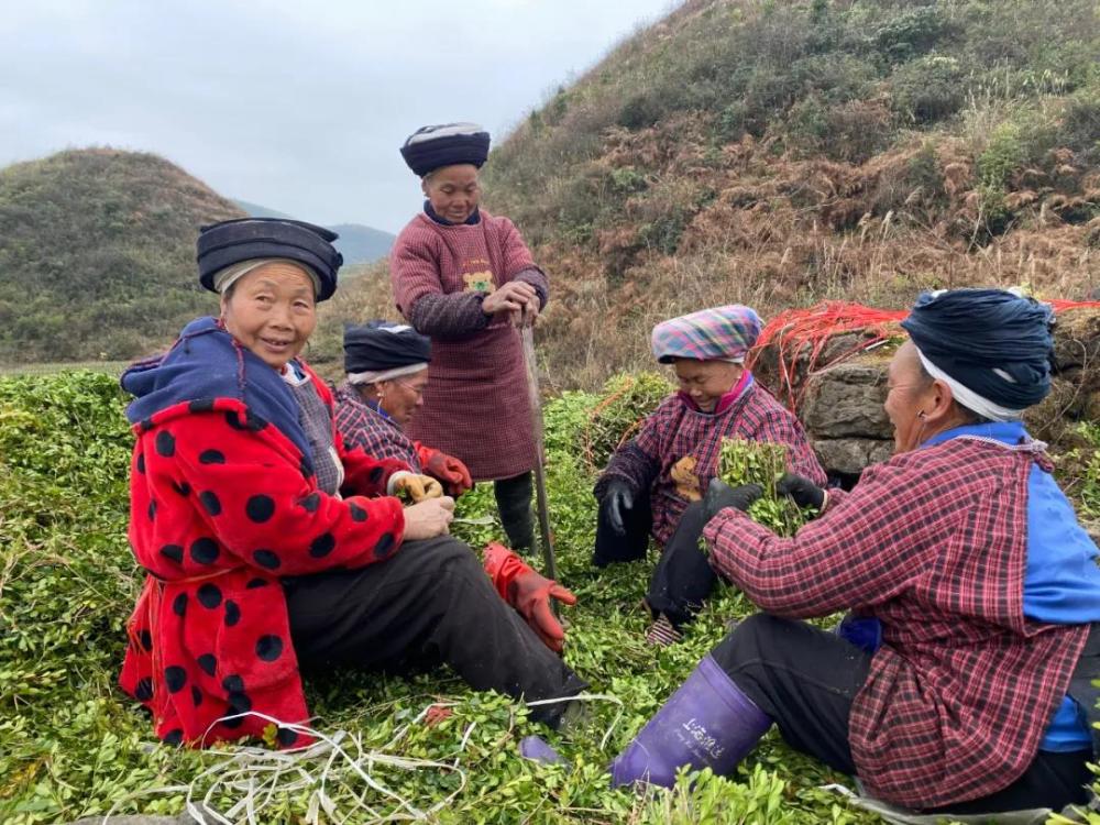 貴定縣沿山鎮底至村高峰組地勢陡峭,山路崎嶇,平均海拔在1000米以上