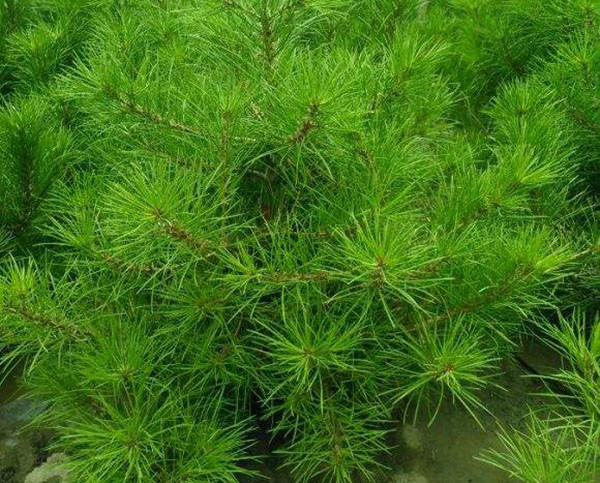 白皮松修剪时间及修剪方法简介