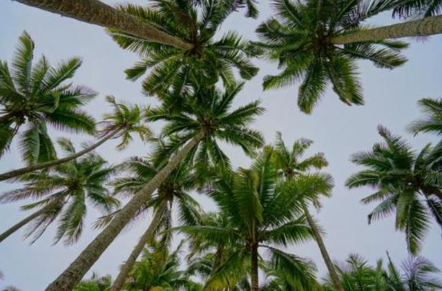 不知道大家有没有听说过呢,这种树的名字叫做西谷椰子树,明明是椰树却