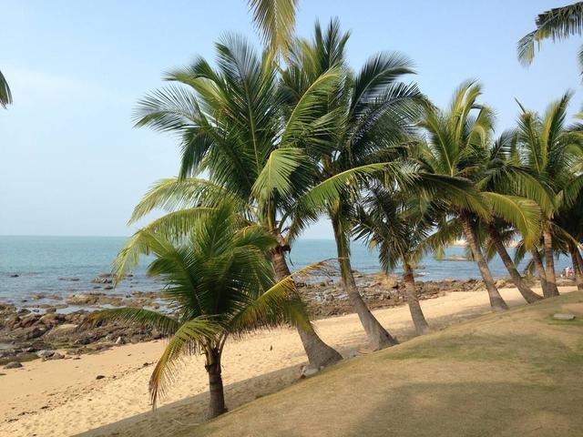 原来,在印度尼西亚地区广泛地分布着西谷椰子树,这种树木在当地十分