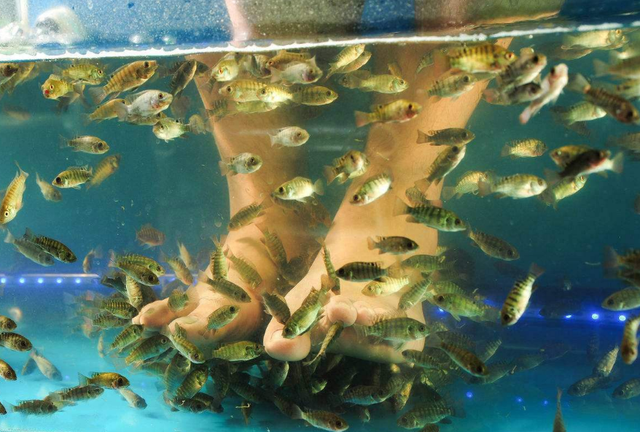 女子做鱼疗睡着 老板进来一看傻了眼 叫醒后连忙报警 鱼疗 女子